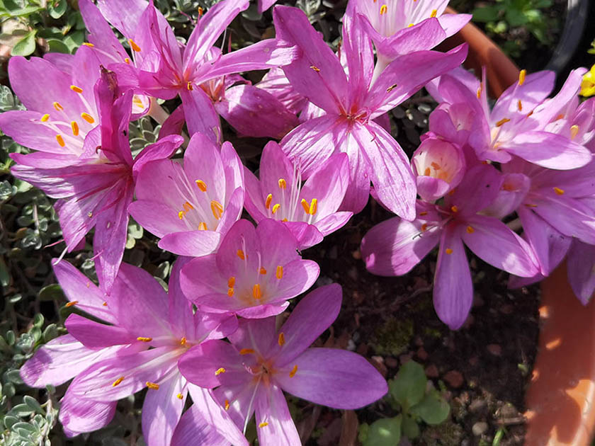 Colchicum cilicicum